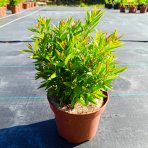 Vtáčí zob obyčajný (Ligustrum Vulgare) ´LODENSE´ - výška 20-30 cm, kont. C2L